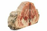 Tall, Arizona Petrified Wood Bookends - Brick Red #240770-1